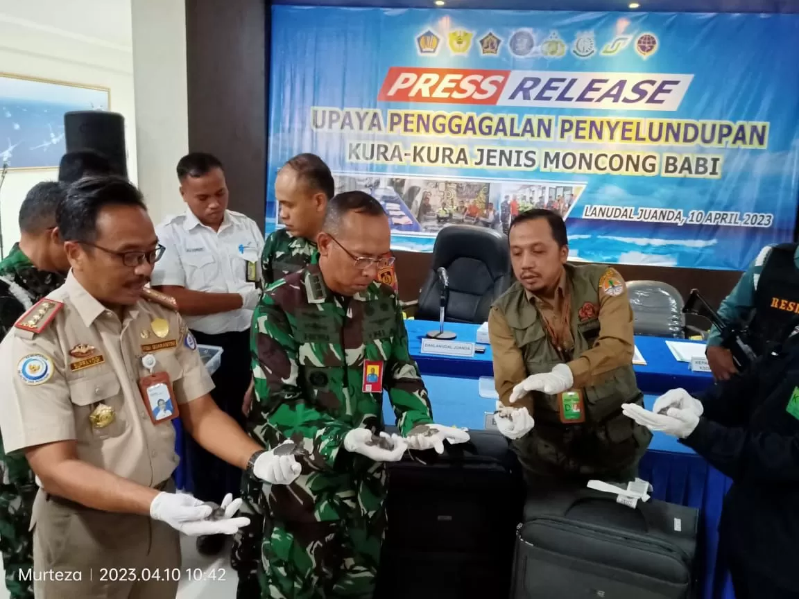 KKP dan TNI Angkatan Laut berhasil mengamankan  5.632 Labi-labi Moncong Babi di Bandara Juanda, Surabaya. Spesies tersebut diduga akan diselundupkan ke Vietnam via Singapura. foto: ist