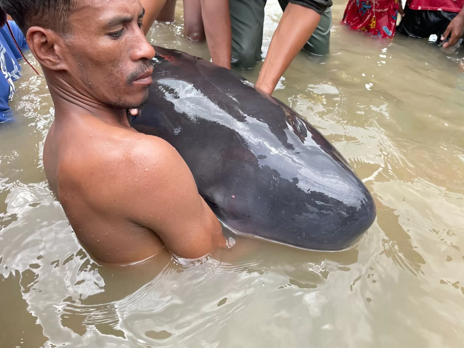 Dalam kurun waktu tidak sampai satu bulan, Kementerian Kelautan dan Perikanan (KKP) menangani 10 paus terdampar di perairan Nusa Tenggara Timur (NTT). foto: ist