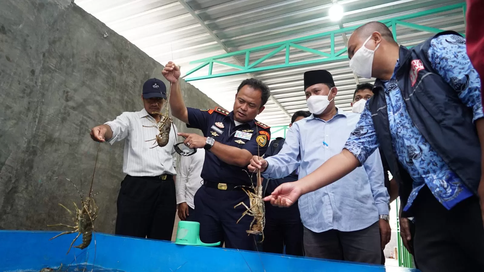 KKP telah berhasil mengindentifikasi pola penyelundupan benih bening lobster (BBL) dari sejumlah tempat di Indonesia. foto: ist