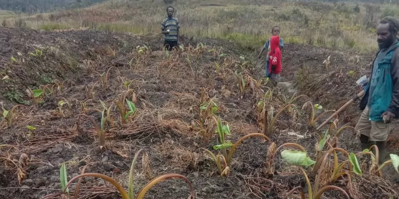 Bencana kelaparan di Papua Tengah disebabkan kemarau panjang yang dibarengi dengan cuaca dingin hingga membuat daerah tersebut mengalami kekeringan. foto: ist