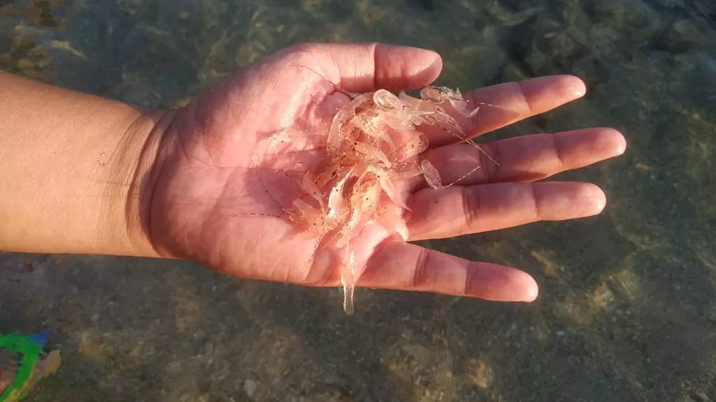 Pengaturan ulang pengelolaan Benih Bening Lobster atau BBL, Kepiting, dan Rajungan saat ini memasuki tahapan konsultasi publik. foto: ist