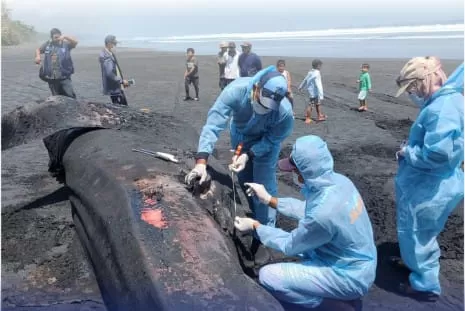 KKP menguburkan hiu paus dengan berat sekitar satu ton yang didapati terdampar dalam kondisi mati di Pesisir Pantai Banjar Yeh Kuning, Jembrana. foto: ist