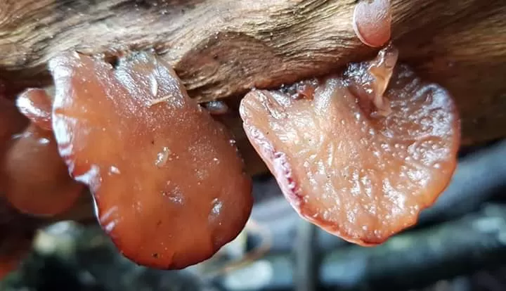 Jamur hitam memiliki nama latin Auricularia polytricha. Tumbuhan yang umum dikenal dengan sebutan ‘jamur kuping’ ini biasanya tumbuh subur secara liar. foto: int