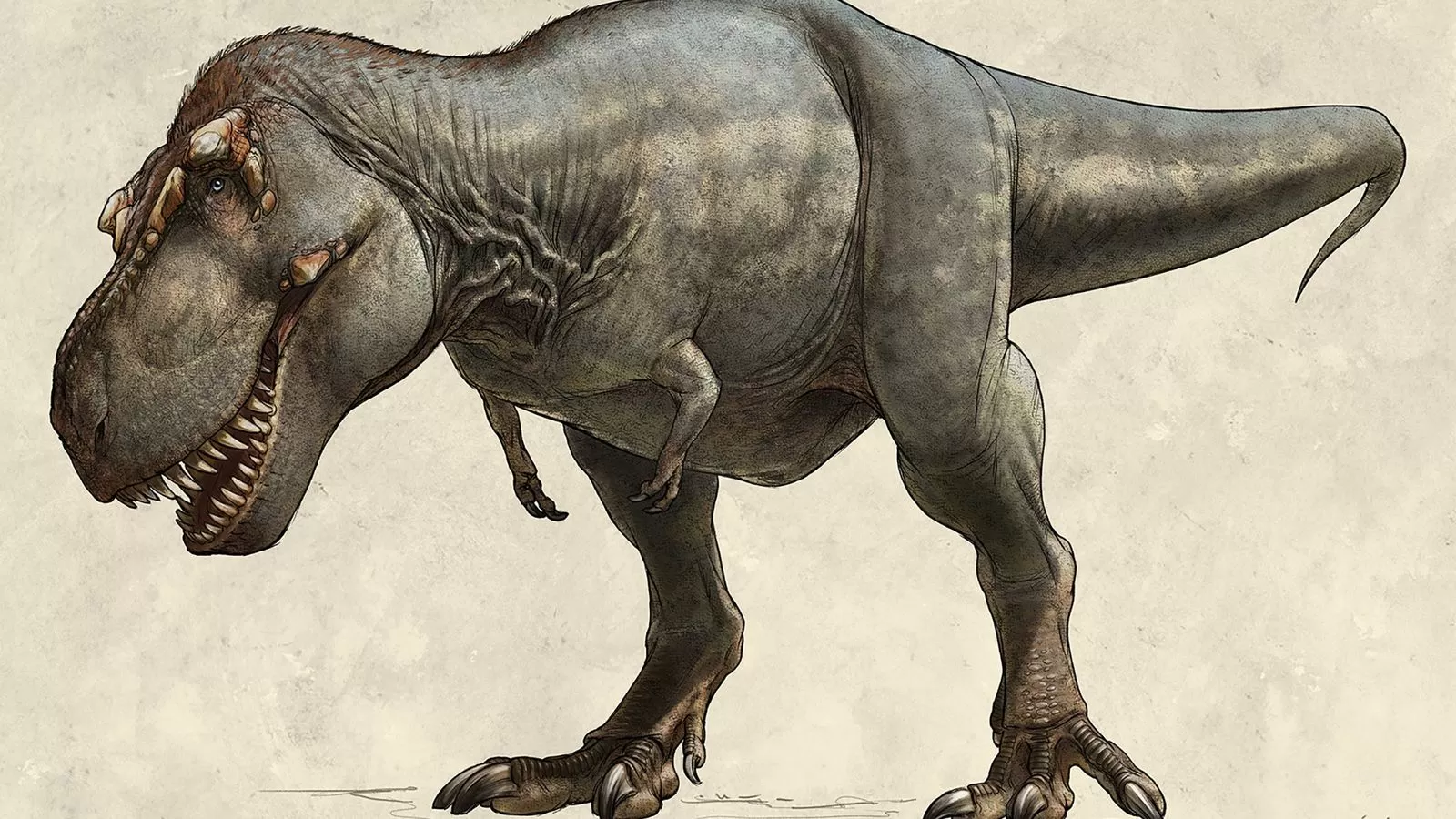 Ilustrasi Penampilan T-Rex/https://static.nationalgeographic.co.uk/files/styles/image_3200/public/01-trex-scotty_publicity_websize-credit--beth-zaiken.jpg?w=1600&h=900