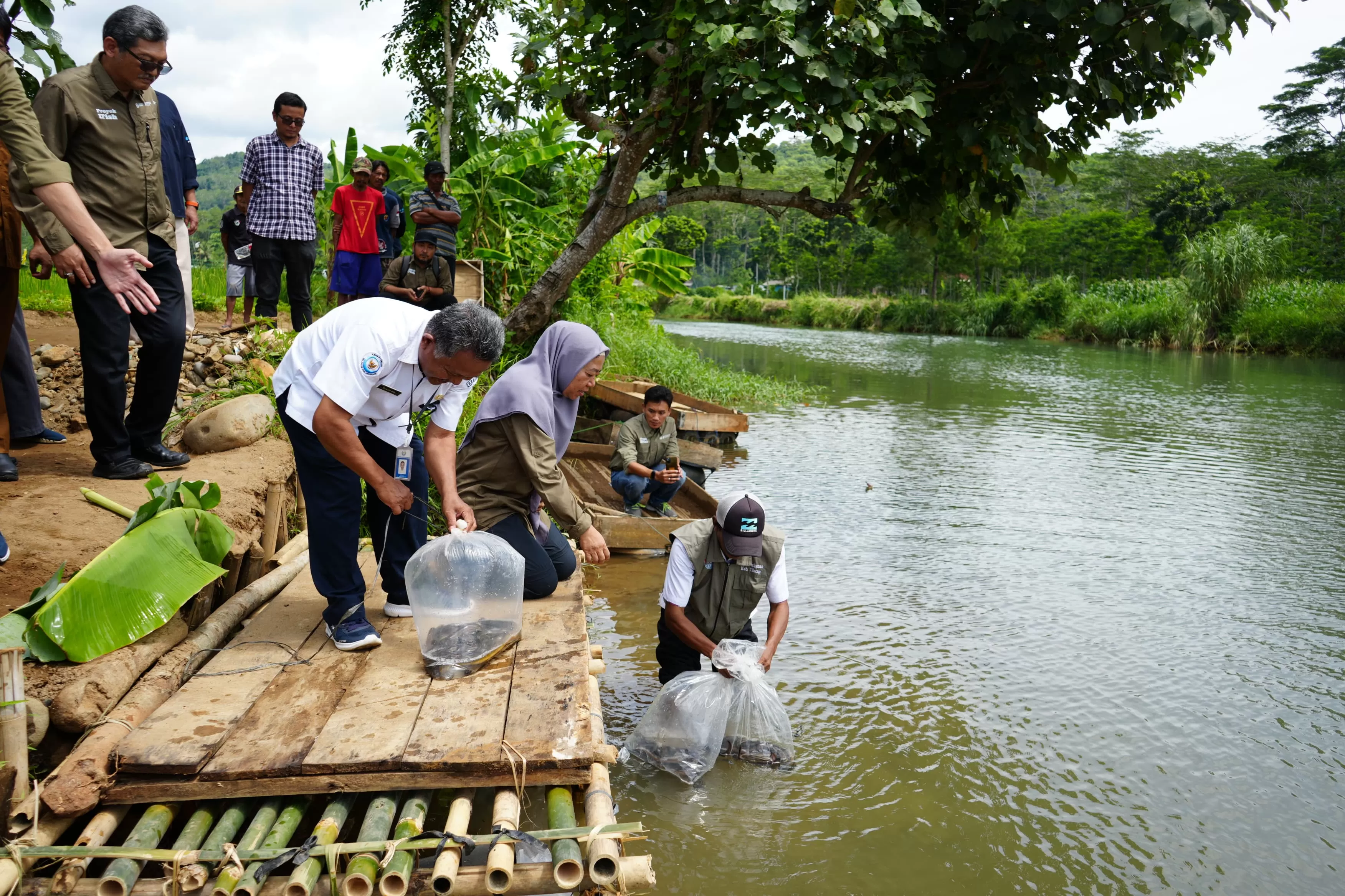 KKP bersama Food and Agriculture Organization (FAO) dan Pemda Jawa Barat melepasliarkan 2,5 persen hasil budidaya sidat ke alam. foto: ist
