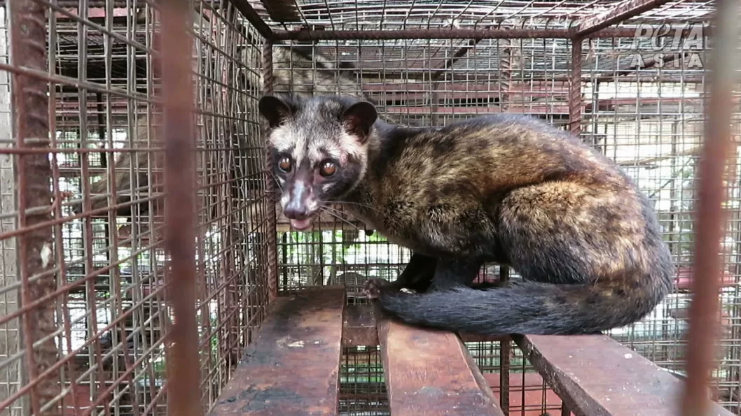 Proses pembuatan kopi luwak sering kali menyebabkan kondisi yang mengkhawatirkan bagi luwak itu sendiri/PETA Asia