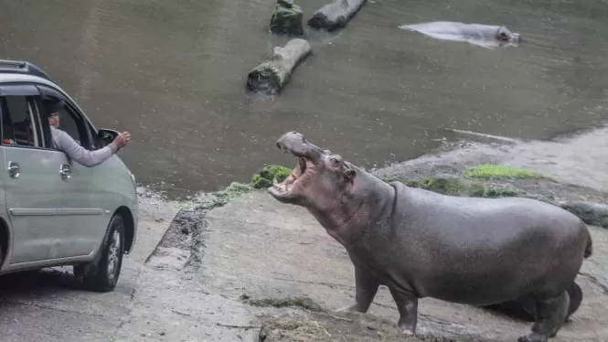 Foto Ilustrasi seorang Wisatawan memberi makan plastik ke Kuda Nil di Taman Safari