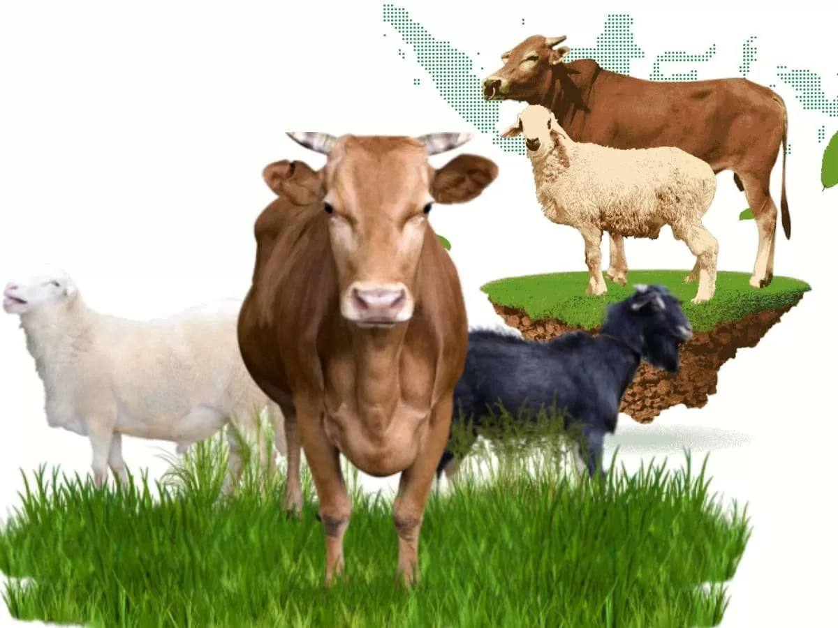 Ilustrasi hewan kurban yang siap dikurbankan saat Idul Adha/IST