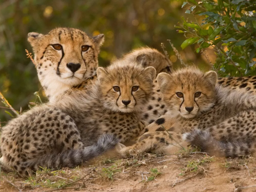 (photo/thinkstock/Cheetah Conservation Fund)