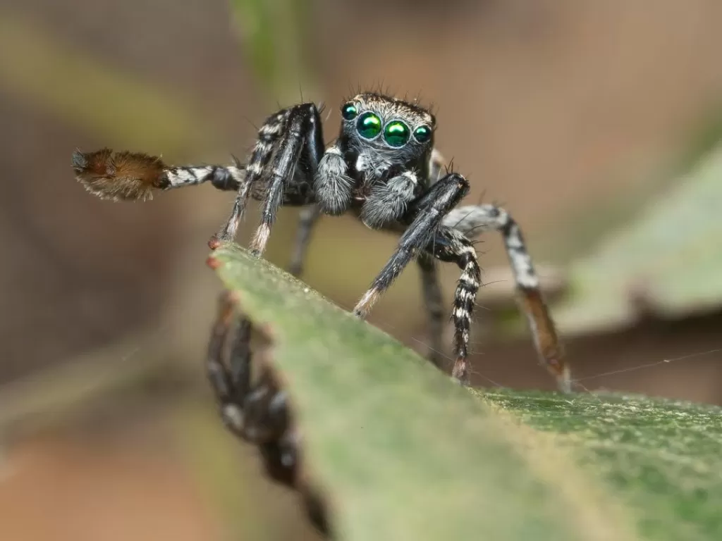 (photo/pinterest/Pecock spiders)