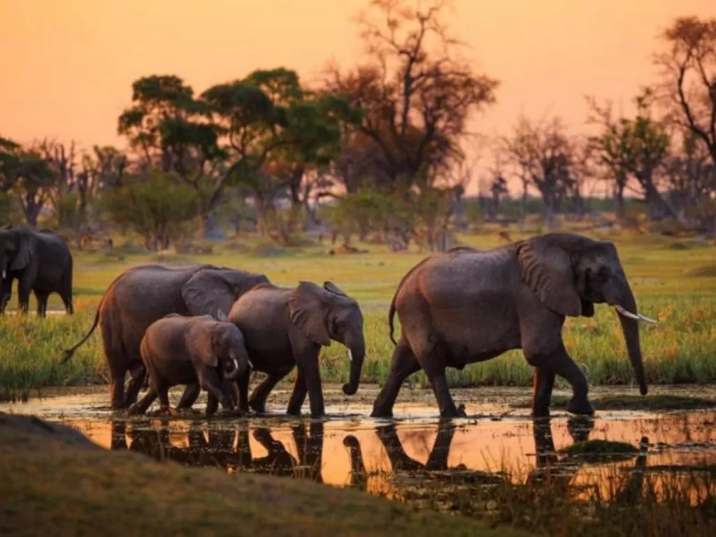 Instagram/elephantsmania