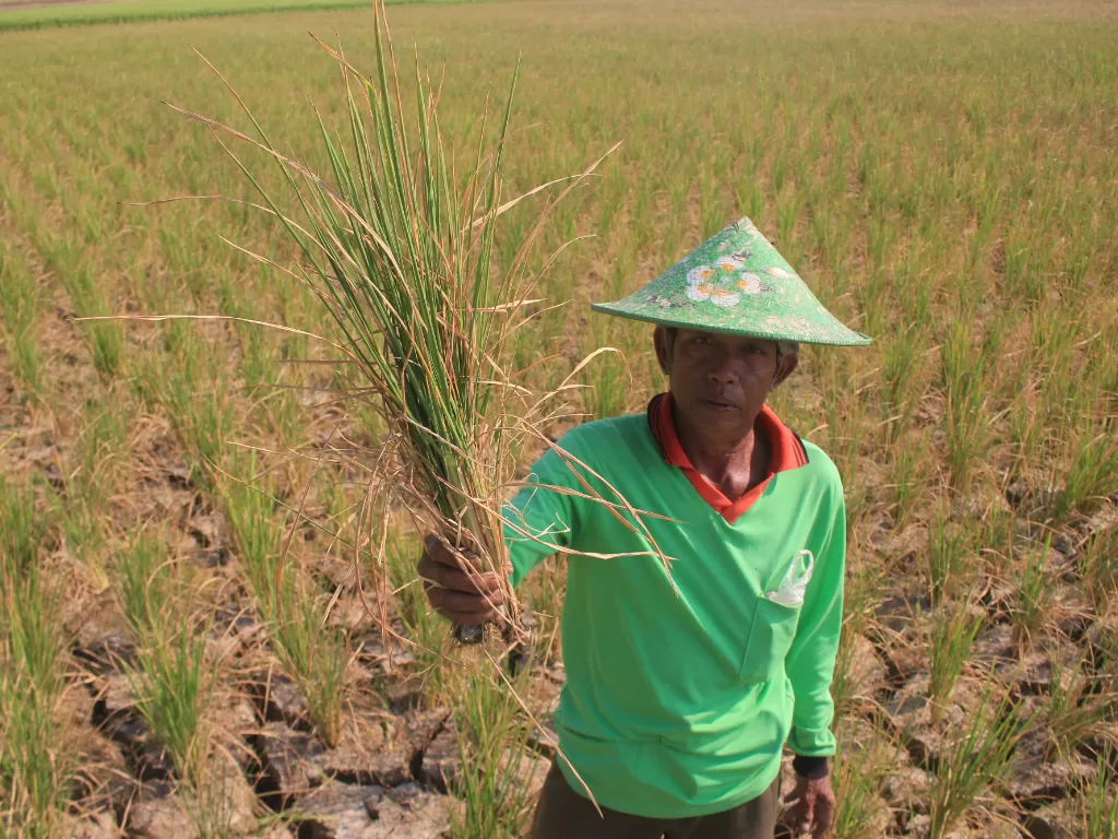 Petani menunjukkan tanaman padi miliknya yang rusak akibat kekeringan di Desa Pegagan, Kecamatan Terisi, Indramayu, Jawa Barat, Senin (15/7/2019) (ANTARA/Dedhez Anggara).