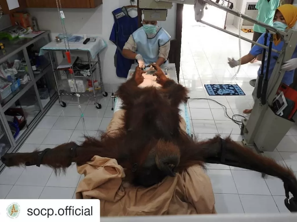 (photo/Instagram/orangutaninformationcentre)
