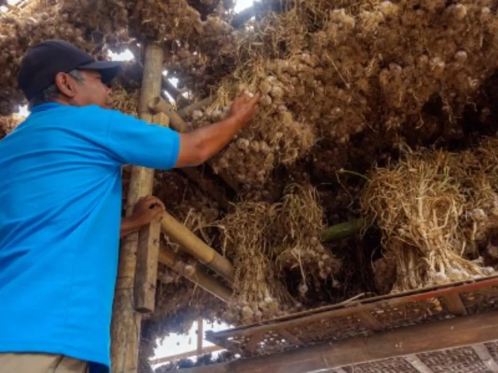 Petani memilah bawang putih di gudang penyimpanan di Desa Gunungsari, Bawang, Kabupaten Batang, Jawa Tengah, Rabu (17/7/2019)/ ANTARA FOTO/Harviyan Perdana Putra