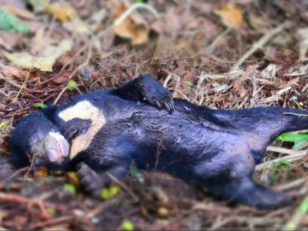 Seekor beruang madu (helarctor malayanus) mati akibat jerat di Desa Batu Teritip, Senepis, Kota Dumai, Riau, Kamis (15/8/2019). (Antara/HO-RSF)