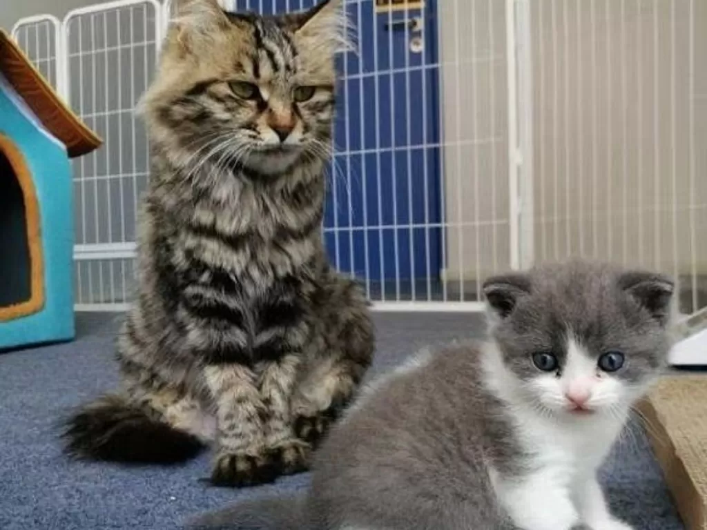 Anak kucing yang dikloning (kanan) dan ibu penggantinya (kiri)/dailymail.co.uk