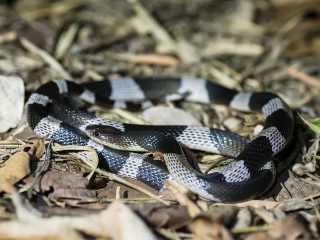 Foto ular weling/Thai National Parks.