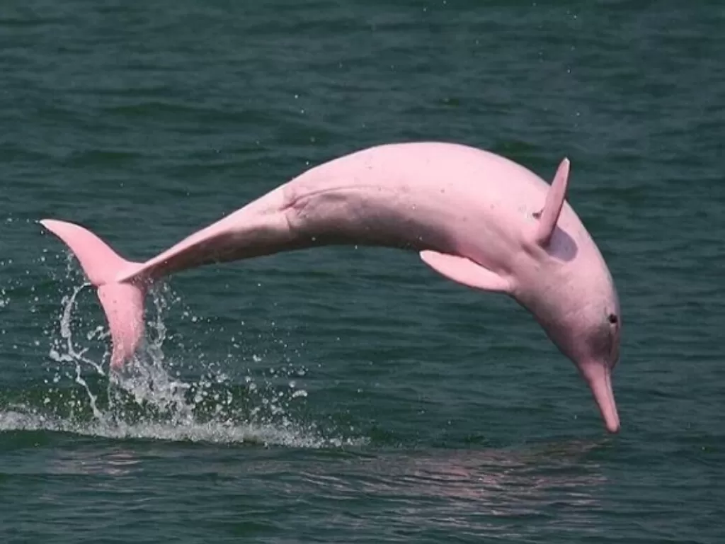 Lumba-lumba merah muda. (Instagram/@perfect.oceans)