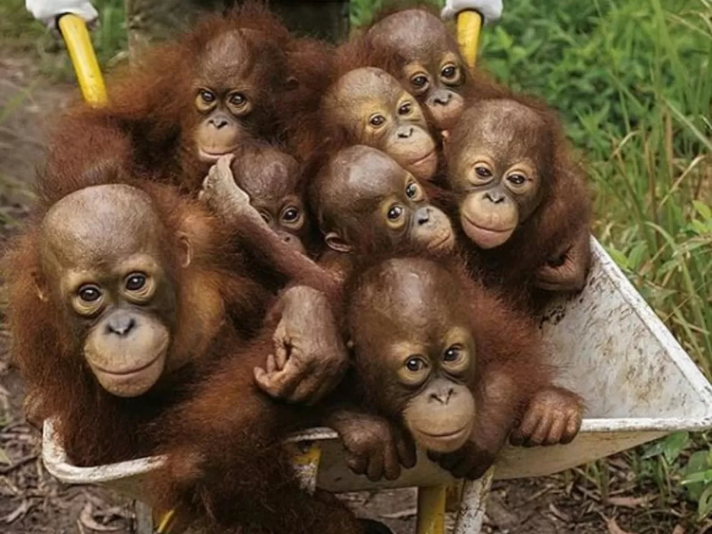 Orangutan Sumatera. (Instagram/@pesonaindahborneo)