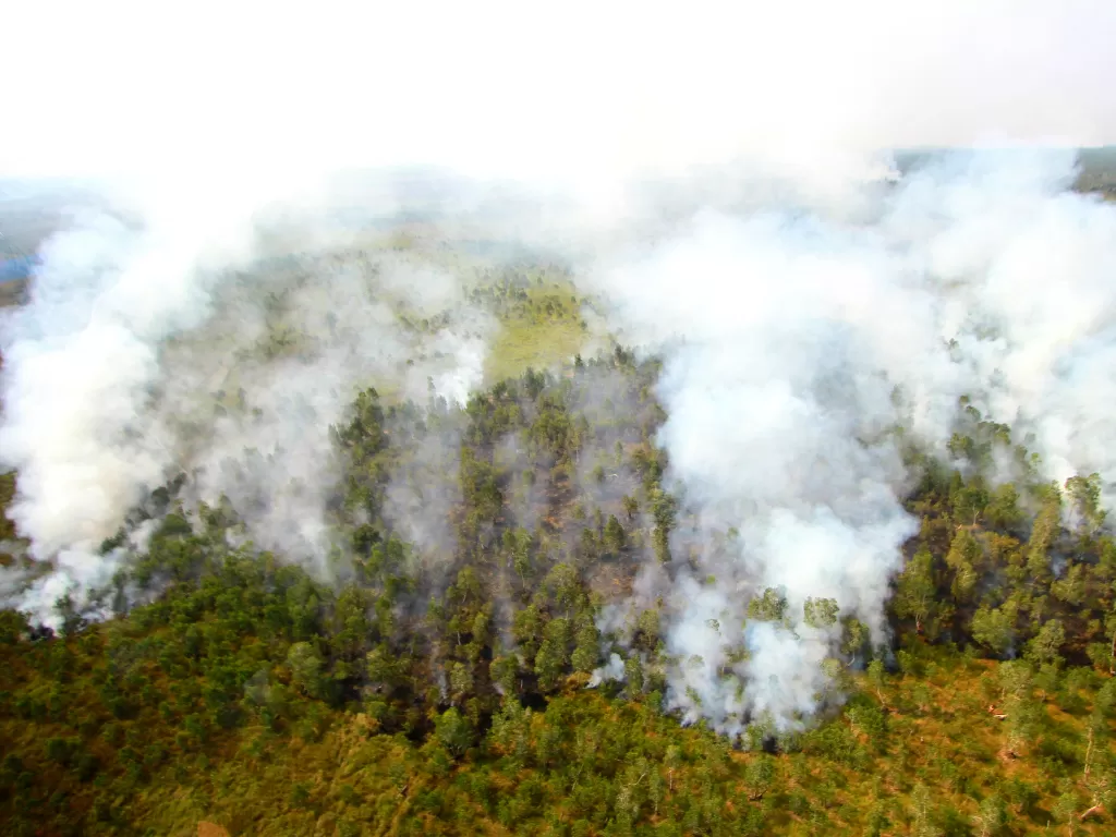 Ilustrasi kebakaran hutan dan lahan. (Antara/Bayu Pratama S)