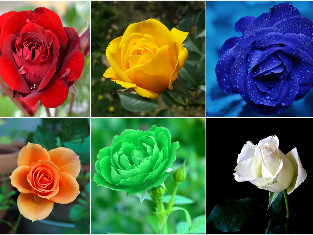 photo/Pixabay/flowermeanings.org