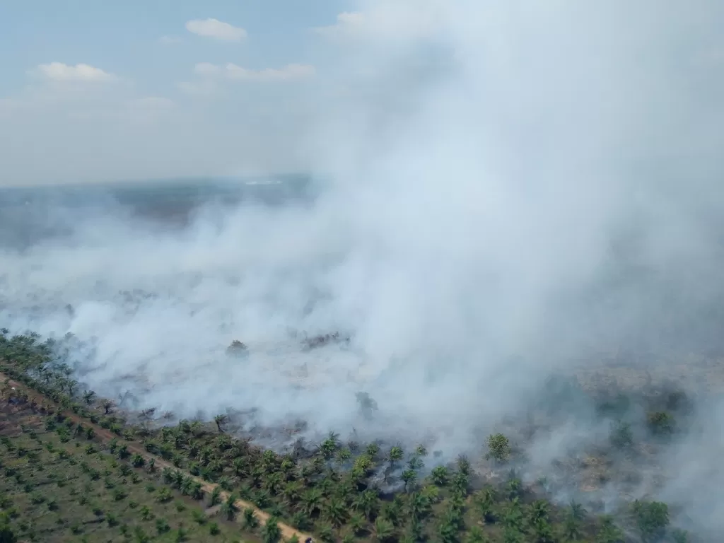 Asap membubung dari lahan yang terbakar di Indralaya Utara, Ogan Ilir (OI), Sumatera Selatan, Jumat (13/9/2019)(ANTARA FOTO/Nathan/Lmo/aww)