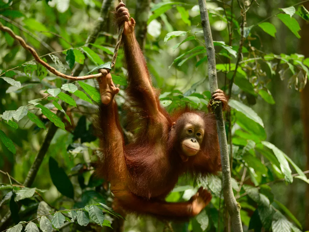 Orangutan (ANTARA FOTO/HO/COP Borneo-Ruweti Nurpiana/jhw/foc)