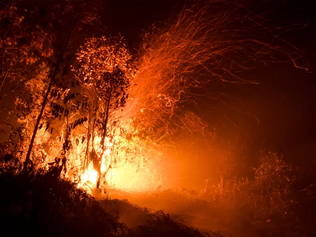 Ilustrasi kebakaran hutan dan lahan. (Antara/Hafidz Mubarak A)