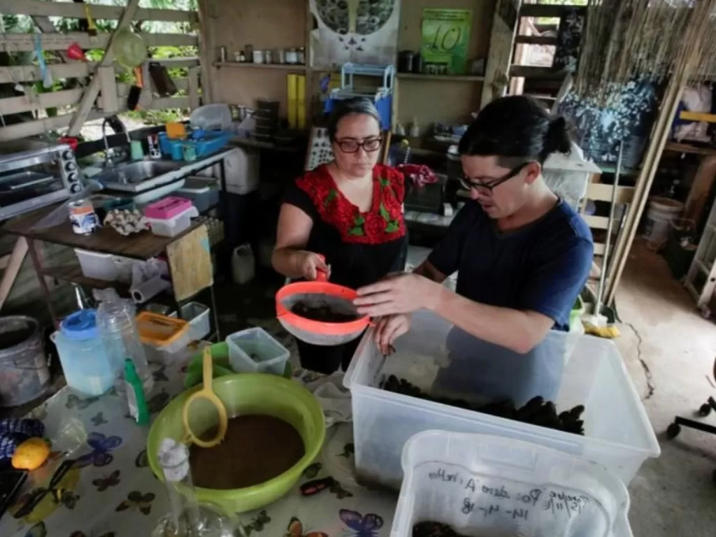 Paniagua dan Gabriela bersiap untuk mengolah serangga di dapur mereka. (Reuters/Juan Carlos Ulate)