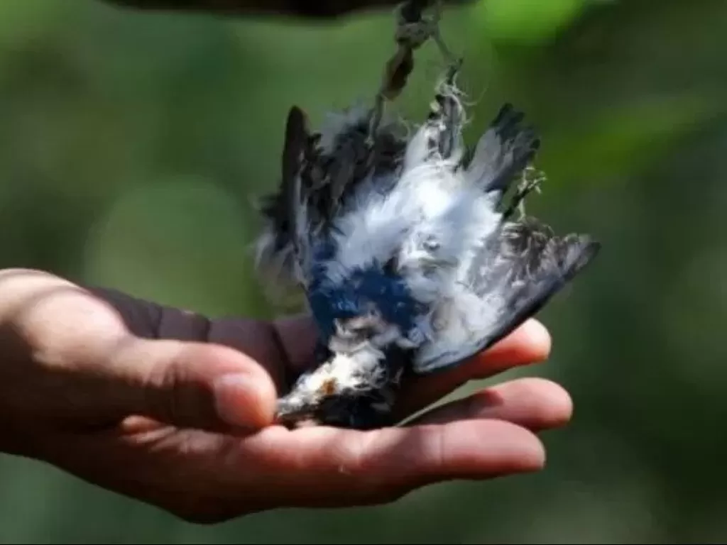 Burung yang ditemukan mati di kawasan mangrove Pamurbaya. (Antara/Moch Asim)
