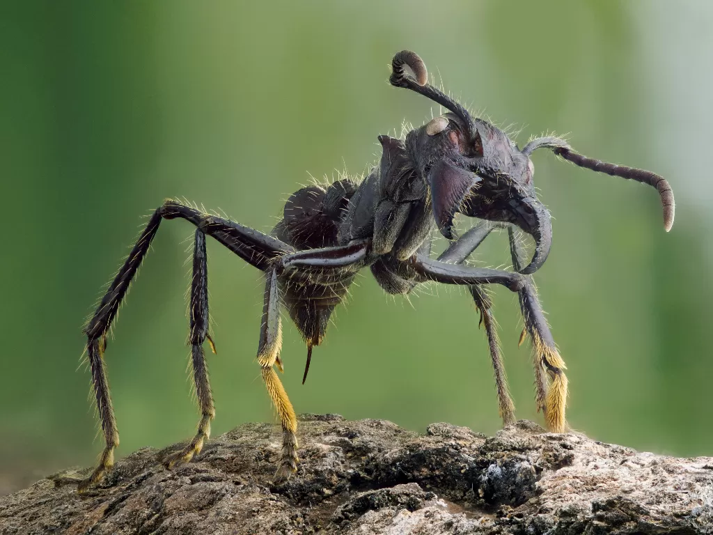 Semut Peluru, Semut Terbesar dengan Sengatan Kuat Layaknya Peluru -  Indozone Fadami