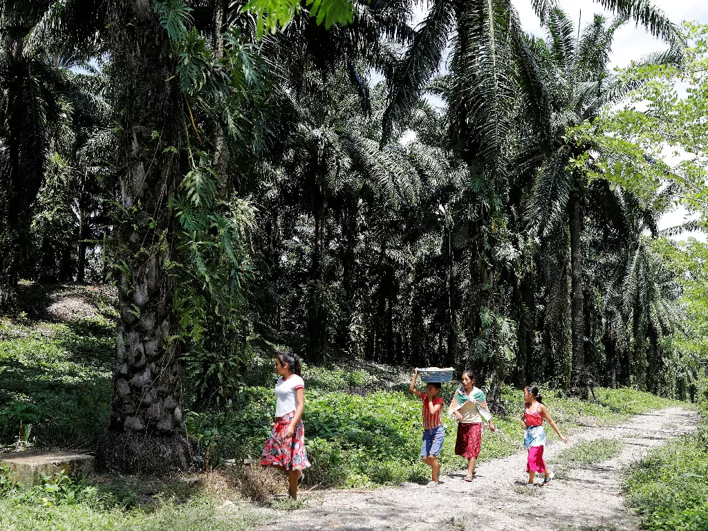 Warga melintas di kawasan perkebunan kelapa sawit. (Reuters/Luis Echeverria)