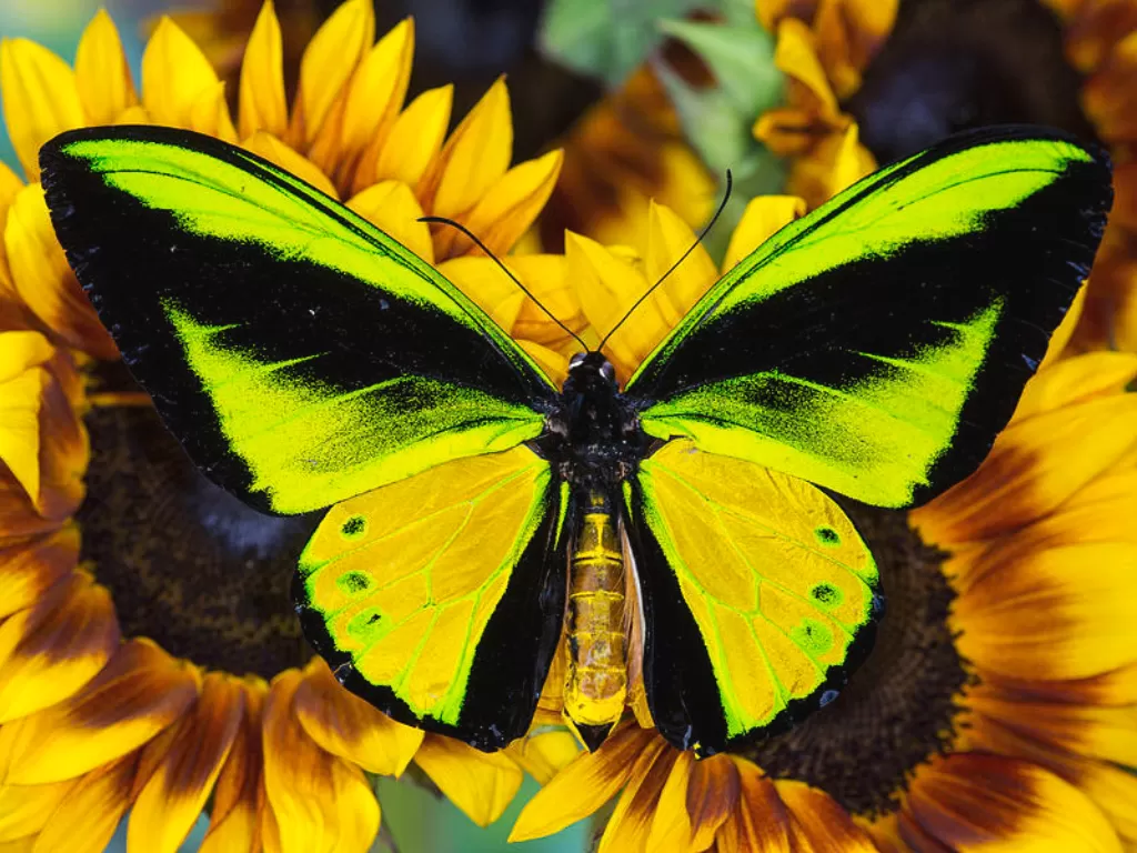 photo/butterflyidentification.com