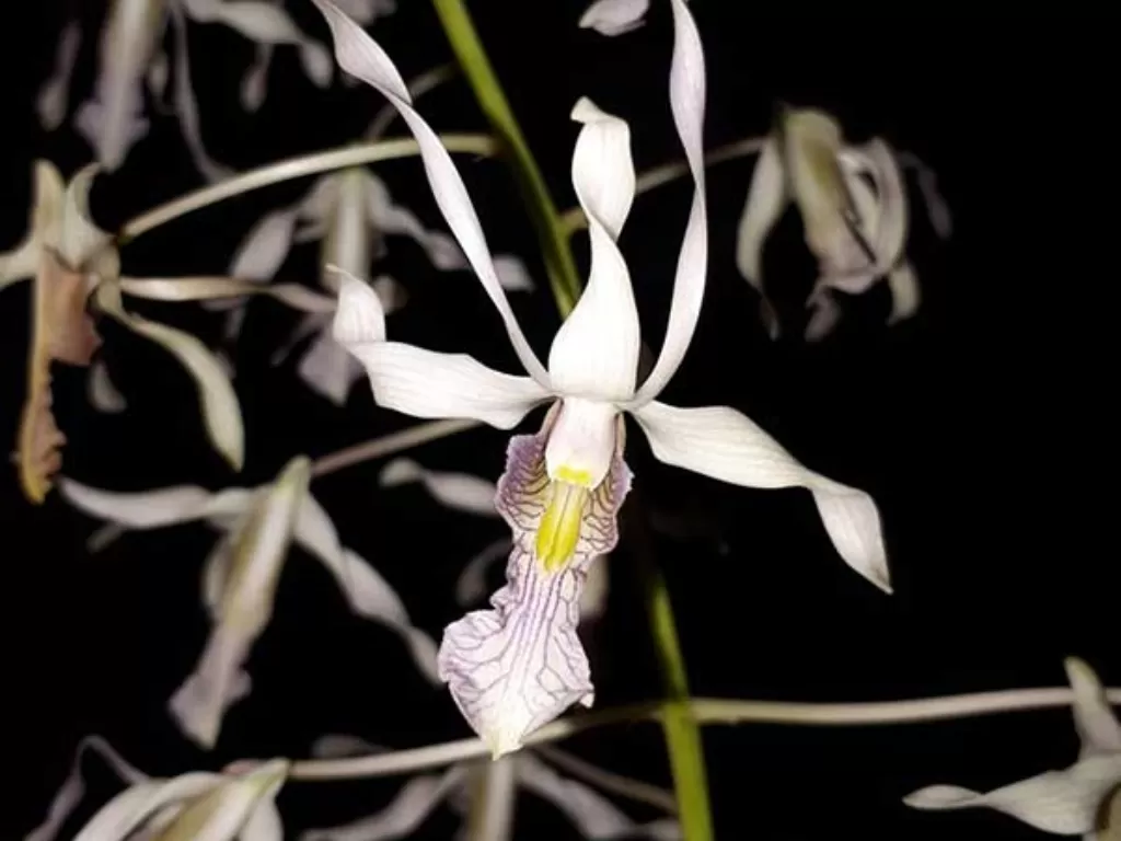 Anggrek Dendrobium nagataksaka. (LIPI)