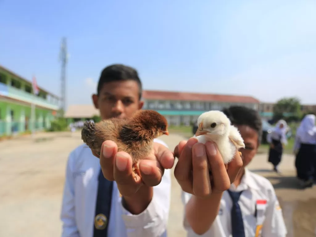 Siswa di Kota Bandung mendapatkan anak ayam. (Humas Pemkot Bandung).