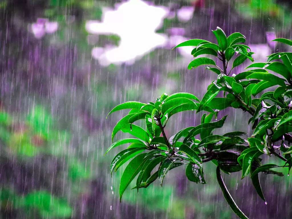 Ilustrasi hujan. (Pexels/Bibhukalyan Acharya)