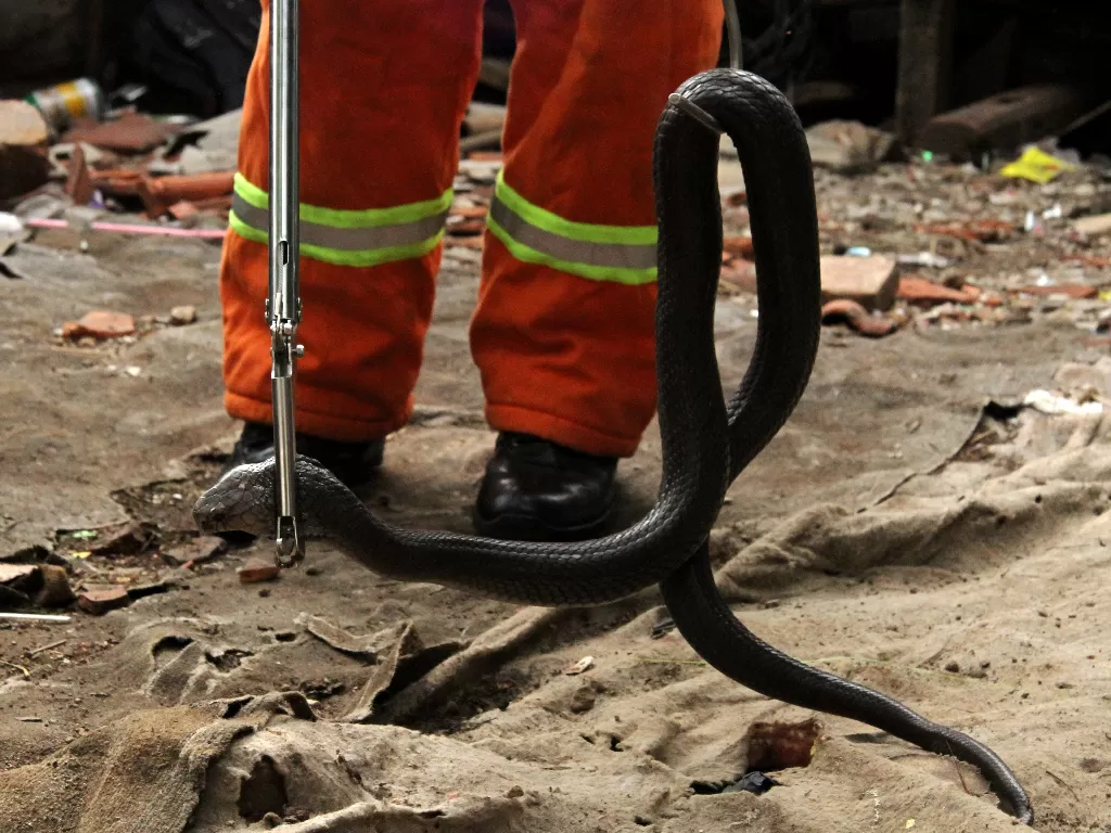 Petugas dinas pemadam kebakaran melakukan evakuasi seekor ular King Kobra (Ophiophagus Hannah) saat ditemukan di kawasan permukiman warga Jakasampurna, di Bekasi, Jawa Barat, Kamis (12/12). ANTARA FOTO/Risky Andrianto