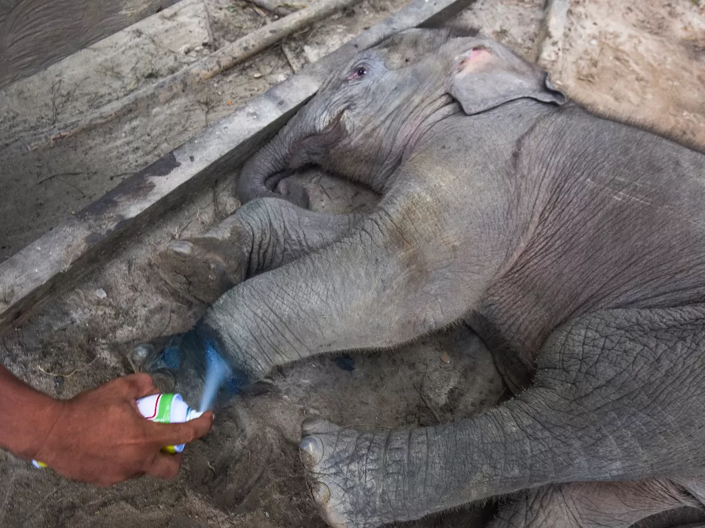 Seorang pawang mengobati bayi gajah sumatera dengan luka di kaki kiri akibat jerat di kandang perawatan Pusat Latihan Gajah Minas, Provinsi Riau, Selasa (17/12/2019). ANTARA FOTO/FB Anggoro