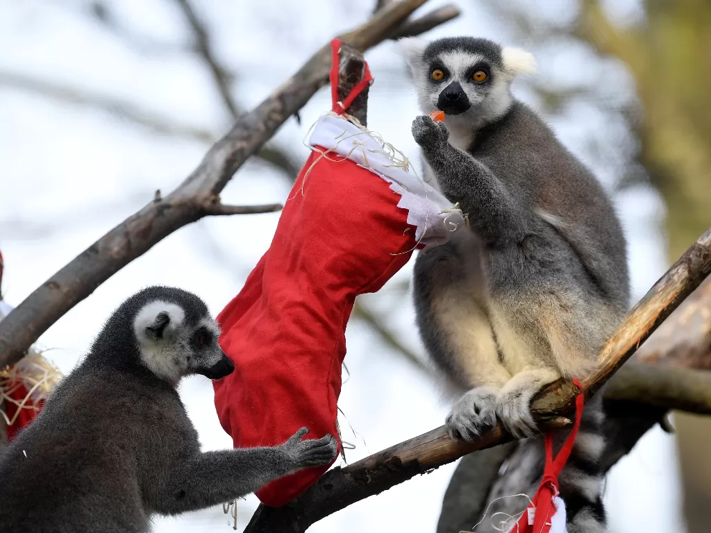  Sejumlah lemur memakan makanan yang ditempatkan di hiasan bertema natal di Kebun Binatang London, Inggris, 16 Desember 2019. REUTERS/Toby Melville