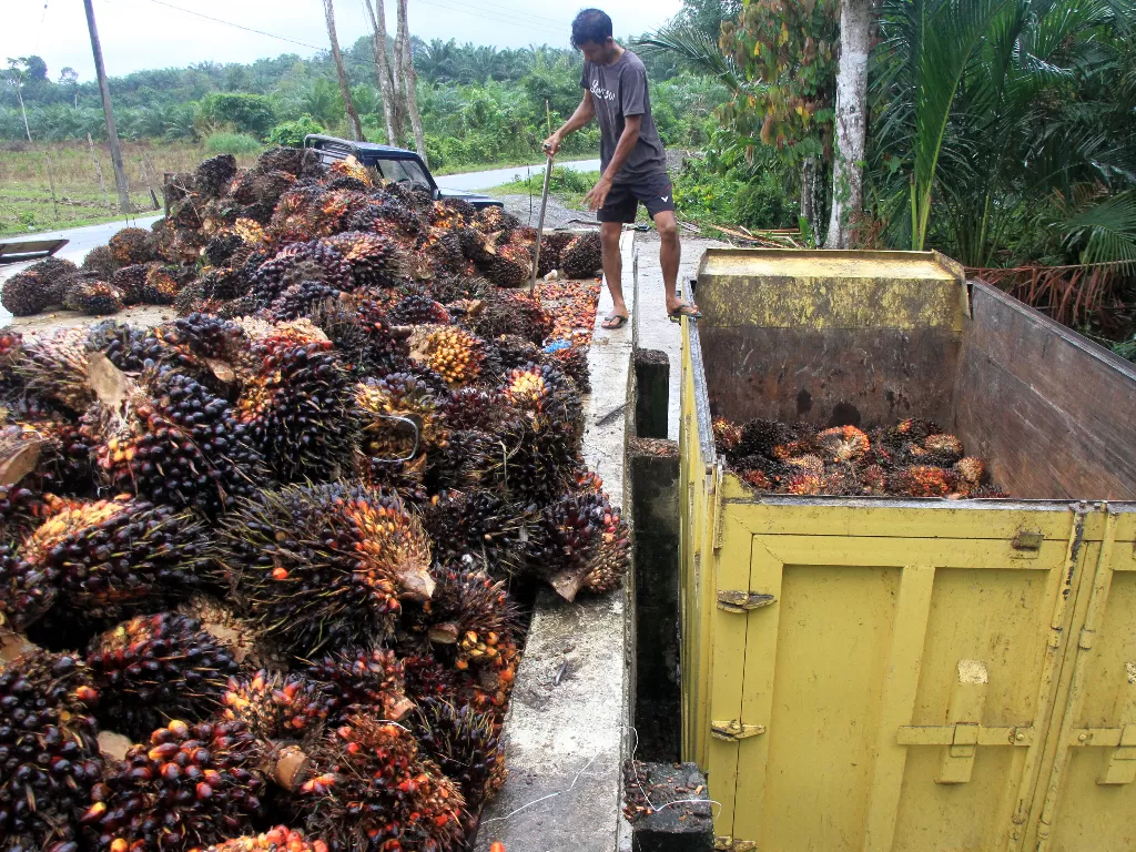 Pekerja memasukkan Tanda Buah Segar (TBS) kelapa sawit ke dalam truk. (Antara/Syifa Yulinnas)