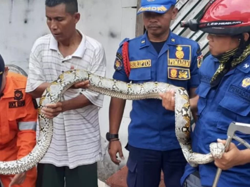 Petugas pemadam kebakaran menangkap ular sanca sepanjang tiga meter di pemukiman warga kawasan Kedaung Kaliangke, Cengkareng, Jakarta Barat, Jumat (27/12/2019) photo/dok.Humas Damkar Jakbar