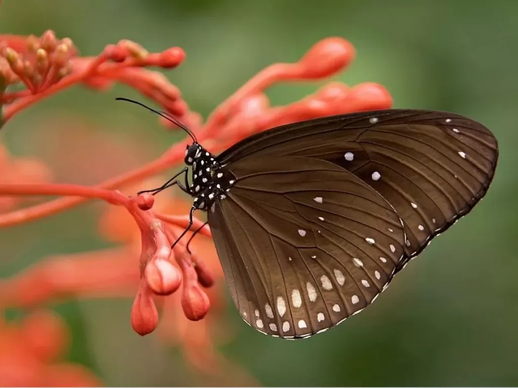 Ilustrasi gambar kupu-kupu (Pixabay/Nikiko)