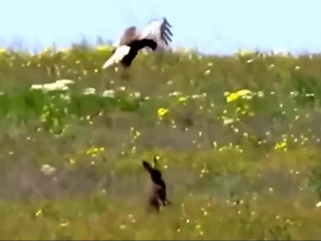 Screenshot pertarungan elang dengan kelinci (Newsflare)