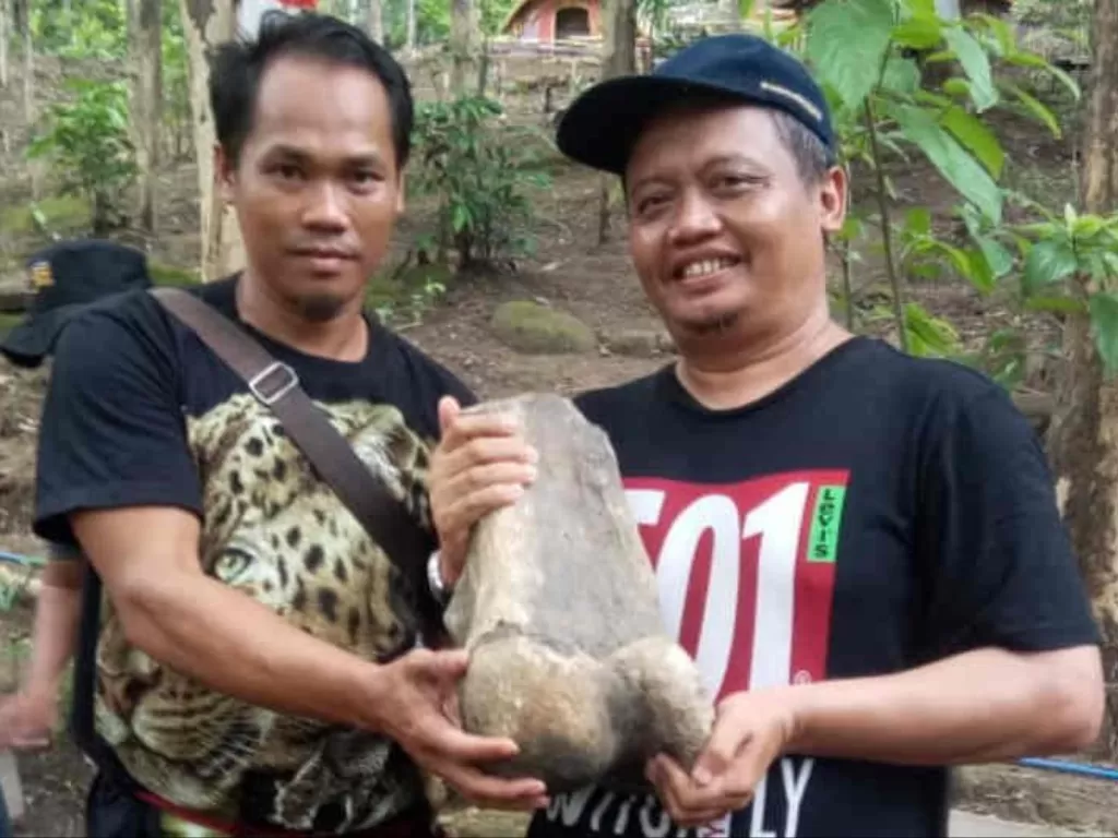 Ketua TACB Indramayu Dedy S Musashi (kanan) saat menunjukkan fosil gajah purba yang ditemukan di Desa Cikawung, Kabupaten Indramayu. (Photo/ANTARA/Ho TACB)