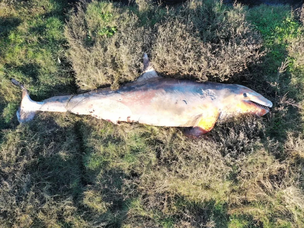 Ikan paus pembunuh yang mati di rawa. (photo/Twitter/@strandings_man)