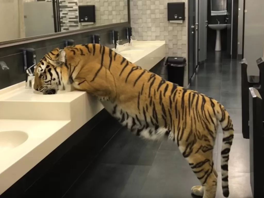 Harimau yang minum langsung dari wastafel (YouTube/RT)