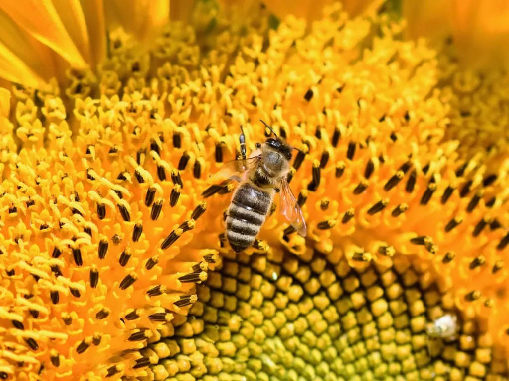 Lebah madu. (Pixabay/Capri23auto)