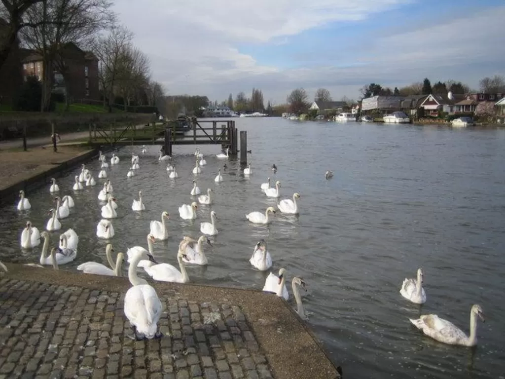 Angsa yang berada di Sungai Thames. (factsforkids.net)