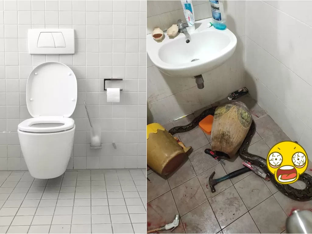Kiri: Ilustrasi toilet (unsplash/Kolar.io). Kanan: Ular yang serang wanita (Facebook/Chunya Sittiwichai)