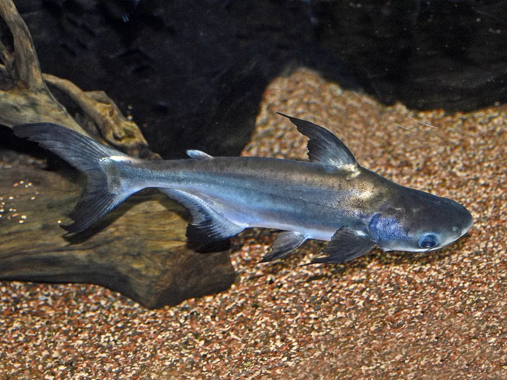 Ikan Patin. (en.wikipedia.org)